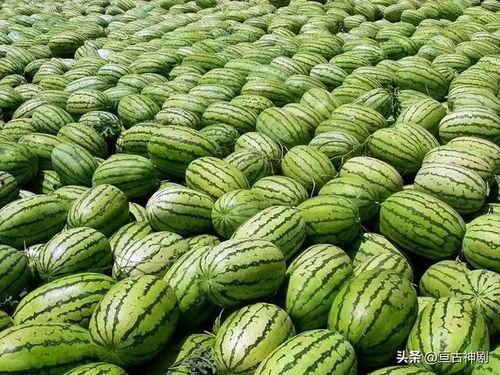 长瑞绿洲吃瓜的视频,趣味横生，欢乐无限