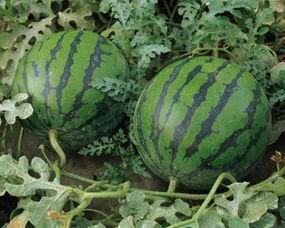 带你吃瓜奇葩桥西瓜视频,西瓜视频带你笑翻天