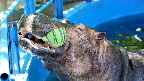 河马吃八月瓜会死吗视频,河马误食八月瓜致命之谜揭晓