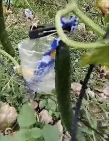 天水最新吃瓜事件真相视频,真相视频曝光，背后真相令人震惊