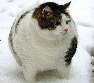 吃哈密瓜的肥猫视频下载,萌宠美食瞬间