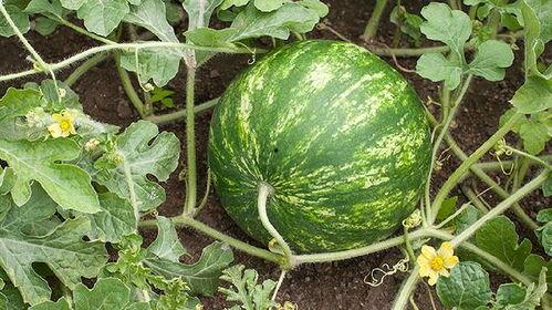 吃瓜长不胖的视频素材,如何边吃瓜边保持苗条身材