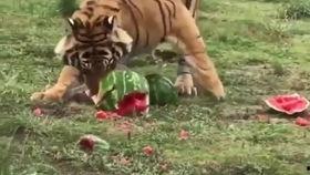 小老虎兰博吃瓜视频大全,趣味吃瓜视频大盘点