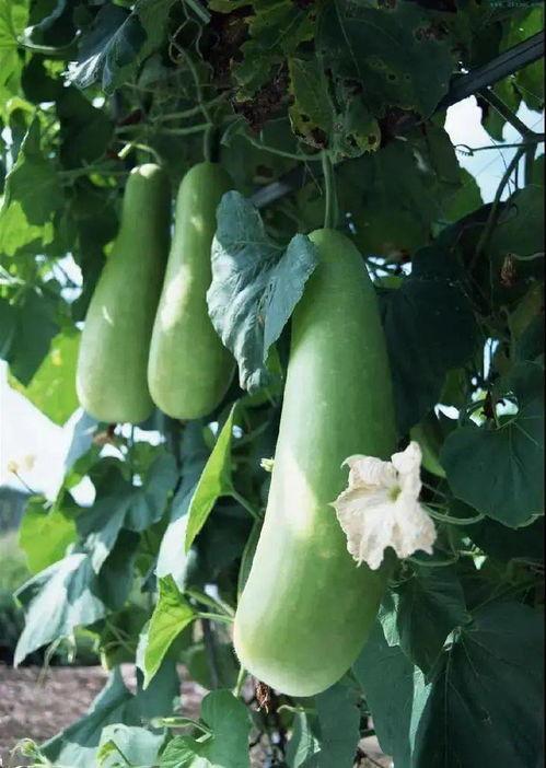 做蒲瓜吃要剥皮吗视频讲解,剥皮还是直接享用？视频揭秘