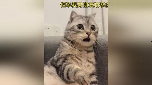 猫吃大瓜的视频,一场猫界美食盛宴