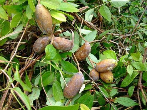 潇洒哥吃八月瓜视频,视频记录田园生活瞬间