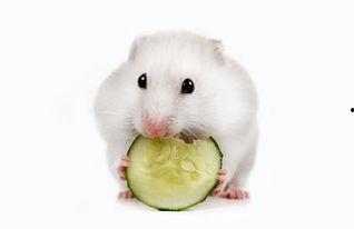 仓鼠吃瓜小视频,仓鼠吃瓜萌态十足