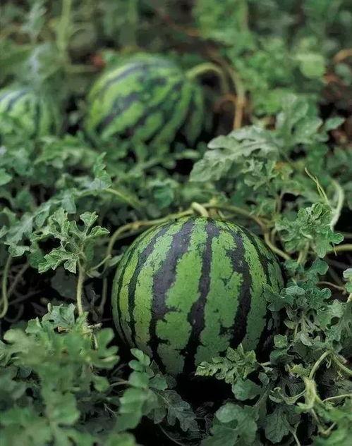 长毛的瓜怎么煮着吃呢视频,美味家常煮瓜教程