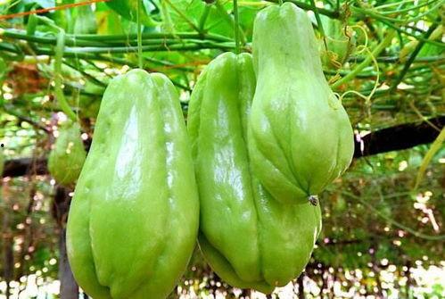 树上吃佛手瓜小伙视频大全,揭秘佛手瓜美味背后的奇妙食景