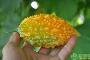 黄金吃瓜视频,揭秘娱乐圈幕后真相