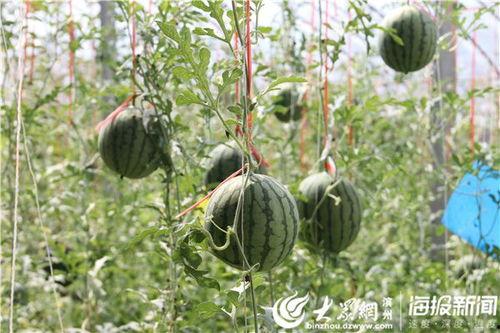 邳州蔡二哥吃瓜视频