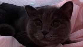 懒猫吃瓜酱小视频下载,揭秘短视频下载背后的秘密