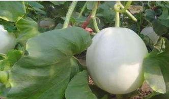 猪吃白兰瓜的视频教程大全,轻松学会趣味互动