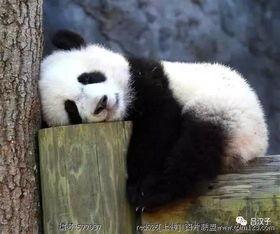 熊猫吃瓜专业视频,趣味视频带你领略国宝萌态