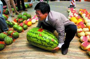 宇龙吃瓜比赛视频大全最新,精彩瞬间大盘点，笑料连连欢乐多