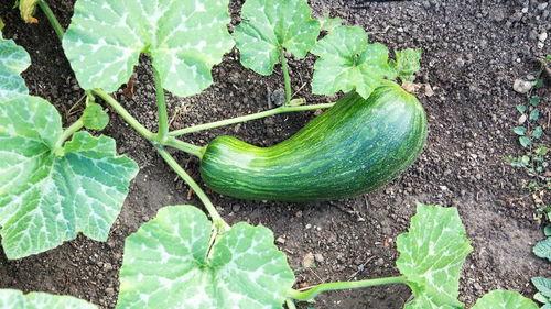 柯基可以吃瓠瓜嘛视频,瓠瓜的适宜性解析