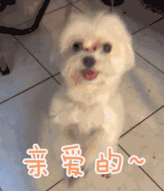 水果小瓜能给狗吃吗视频,狗狗的健康零食选择揭秘