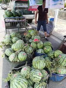 济宁微山吃瓜事件视频最新,一场引发热议的网络视频风波