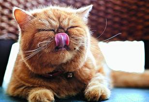 毛瓜猫咪可以吃吗视频,视频揭示猫咪饮食新选择