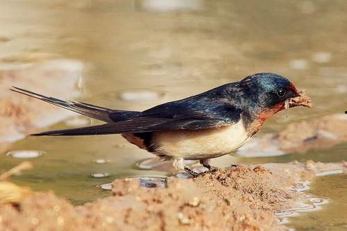 小燕子的吃瓜说法视频下载