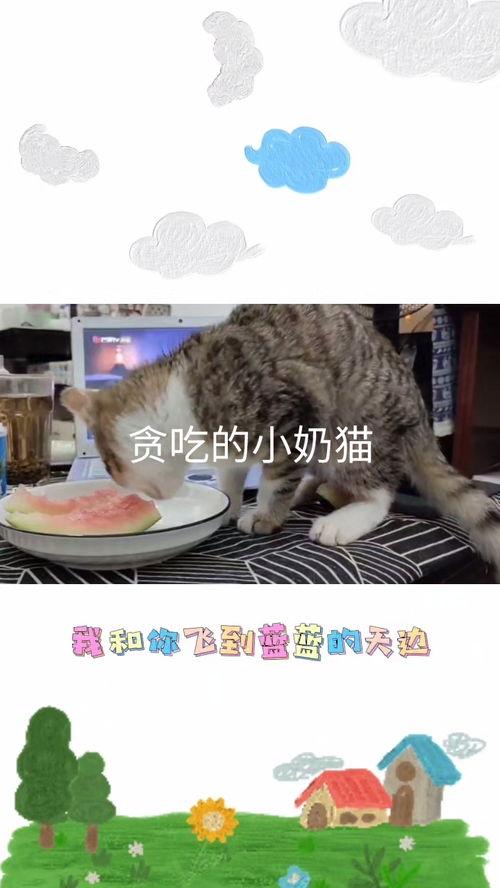 吃瓜视频小奶猫在线观看,萌态十足引网友热议