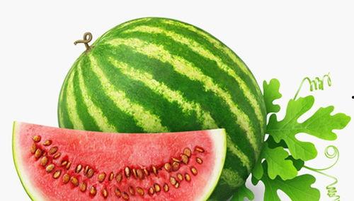 猪吃西瓜哈密瓜好吗视频,趣味视频揭秘动物饮食之谜