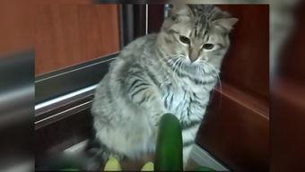 吃瓜英国巴西小猫视频,萌态可掬，萌翻网友