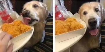 吃瓜放狗被抓视频,网络直播引发法律风波