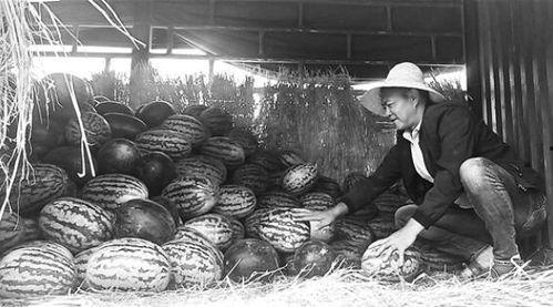 城固吃瓜群众事件视频