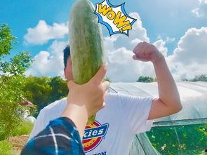 网红家暴吃瓜视频大全,揭秘网络暴力背后的真相