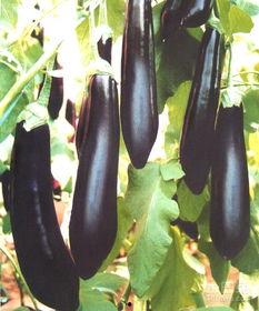 小姐姐吃茄瓜视频大全,小姐姐们的美味分享大盘点