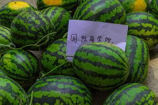 吃瓜边掉瓜皮视频,吃瓜群众趣味瞬间