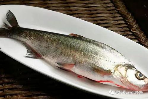 咪子鱼吃瓜现场视频下载,精彩瞬间大盘点