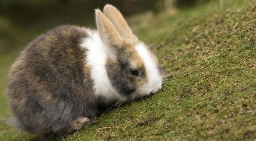 赛高兔视频吃瓜,带你领略娱乐圈幕后风云