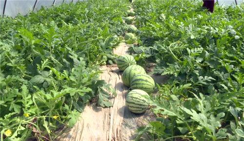 诸城最新吃瓜事件视频